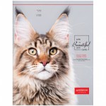 Дневник 5-11 кл  48л. "Домашний кот", ВД-лак, Дс48_18212 /Спейс