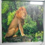 Картина 35*35 белая рамка